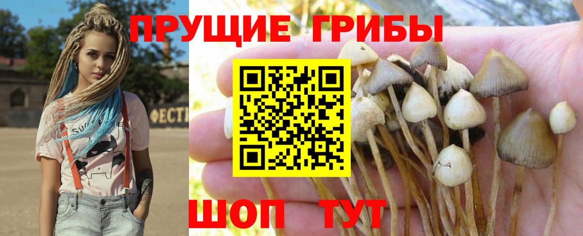 Галлюциногенные грибы Psilocybe Новороссийск